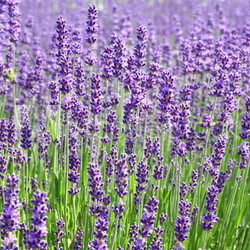 lavendel
