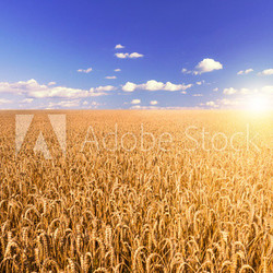 wheat field