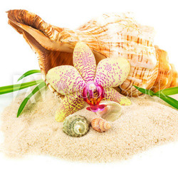 Shells on sand with flower and bamboo