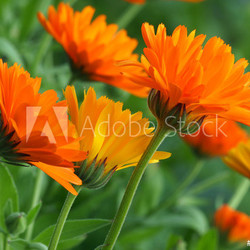 Ringelblumen
