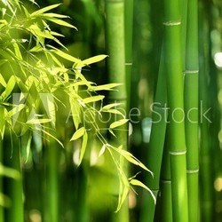 Bamboo forest