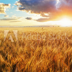 Sunset over wheat field
