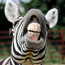 zebra smile and teeth