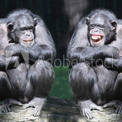 Two chimpanzees have a fun.