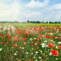 Mohnblüte