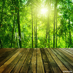 Bamboo forest.