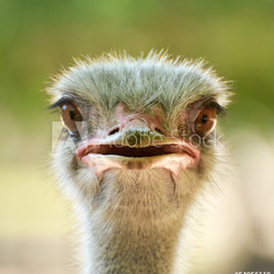 Ostrich head closeup