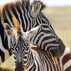 Baby zebra with mother