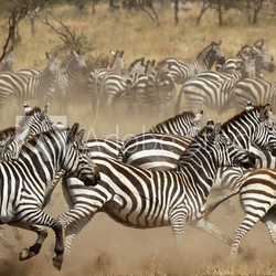 Herd of zebras gallopping