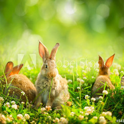 Rabbits. Art Design of Cute Little Easter Bunnies in the Meadow