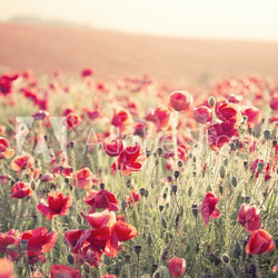 Stunning poppy field landscape under Summer sunset sky with cros