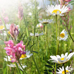 Happy summer: meadow with colorful flowers