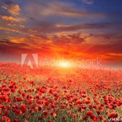 poppy field on sunset