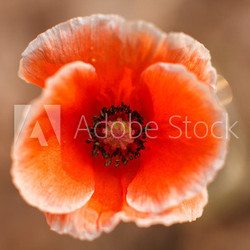 Red poppy
