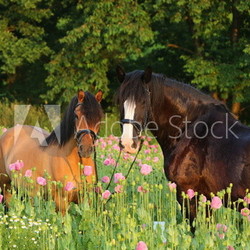 Shire und Falbe im Mohn