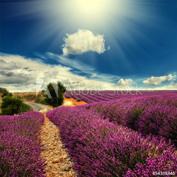 lavender field