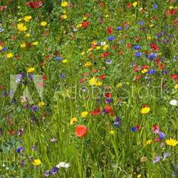 Wildblumenwiese