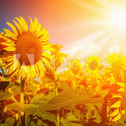 Happy Meadow. Sunflowers field under golden summer sun