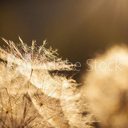 Flower Dandelion. Close-up