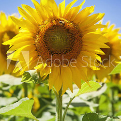 Sunflower field