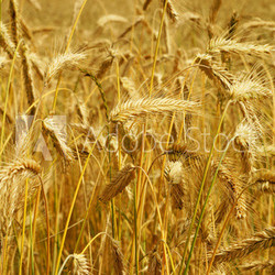 goldfarbenes Gerstenfeld