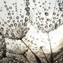 Dandelion seeds with dew drops