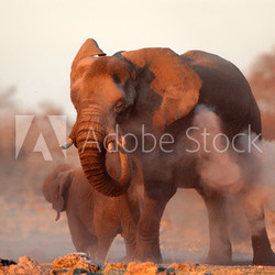African elephant covered in dust, Etosha N/P