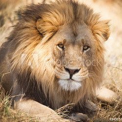 Large lion in Zambia, Africa