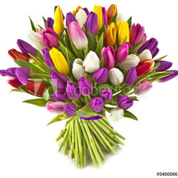 bouquet tulips on white background