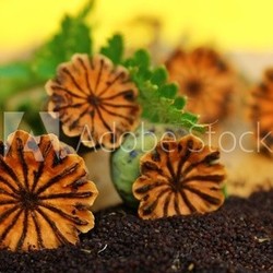 mohn mit samenkörner