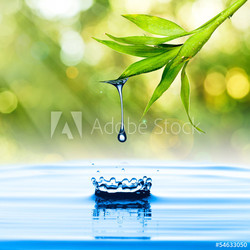 Water drop from green bamboo leaf