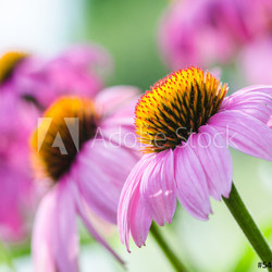 Heilplanze roter Sonnenhut (echinacea purpurea)