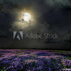 Lavender field in the moonlight