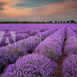 Fields of Lavender at sunset