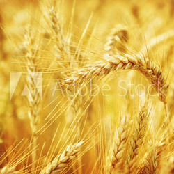 Closeup on golden wheat field