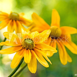 Gelber Sonnenhut (Rudbeckia)