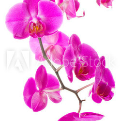 pink flowers orchid