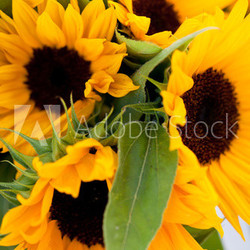 schöne gelbe sonnenblumen nahaufnahme makro