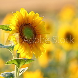 Sonnenblume / Helianthus annuus / sunflower