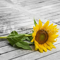 one sunflower on an old table