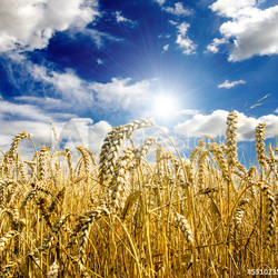 Golden wheat field with blue sky and clouds