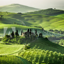 Farm of olive groves and vineyards