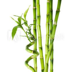 bamboo - six stalks