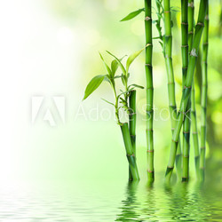 bamboo stalks on water