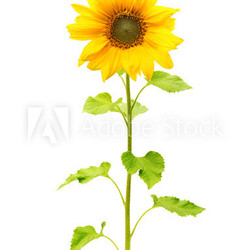 Sunflower plant isolated on white background.