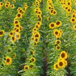 sunflower field