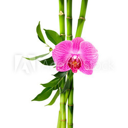 bamboo stalks with purple orchid