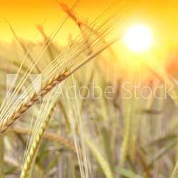 Wheat field and sunrise