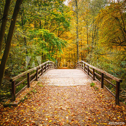 Bridge in autumn forest