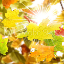 Herbst 6